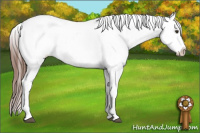 Horse Color:Chestnut Appaloosa 