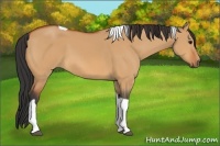 Horse Color:Unknown 
