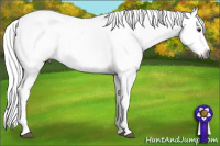 Horse Color:Gray Chestnut Appaloosa 