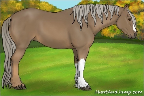 Horse Color:Chocolate Palomino 