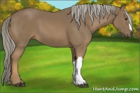 Horse Color:Chocolate Palomino 