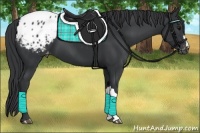 Horse Color:Black Appaloosa 
