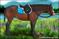 Horse Color:Bay Splash 