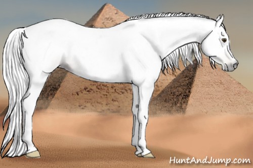 Horse Color:Gray Palomino