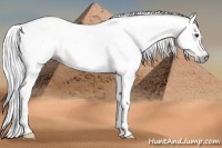 Horse Color:Gray Palomino