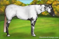 Horse Color:White Spotted Liver Chestnut Appaloosa 