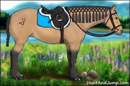 Horse Color:Buckskin 