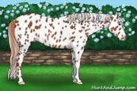 Horse Color:Chestnut Appaloosa 