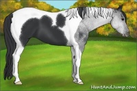 Horse Color:Black Tobiano