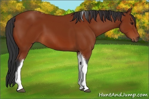 Horse Color:Brown Tobiano