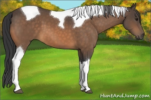 Horse Color:Buckskin Tobiano