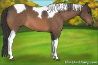 Horse Color:Buckskin Tobiano