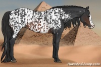 Horse Color:Brown Splash Rabicano  and Brown Splash Appaloosa Rabicano 