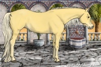 Horse Color:Palomino 