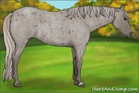 Horse Color:Silver Grullo Roan 