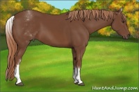 Horse Color:White Spotted Chestnut Sabino
