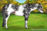 Horse Color:White Spotted Brown Sabino Frame 