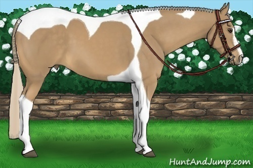 Horse Color:Palomino Sabino Tobiano 