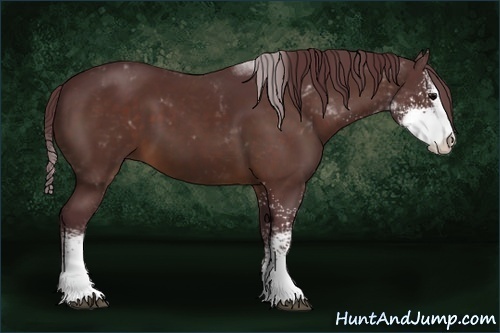 Horse Color:Chocolate Bay Sabino