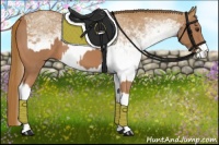 Horse Color:Chestnut  and White Spotted Chestnut 