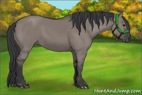 Horse Color:Grullo Rabicano