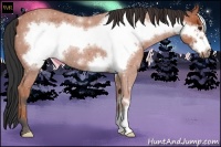 Horse Color:Bay Roan Frame 