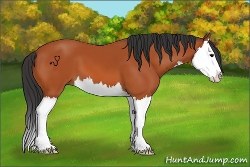 Horse Color:Bay Splash 