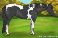 Horse Color:Smoky Black Tobiano 