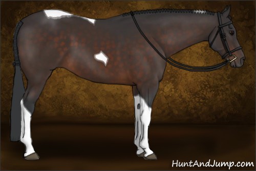Horse Color:Brown Tobiano 
