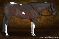 Horse Color:Brown Tobiano