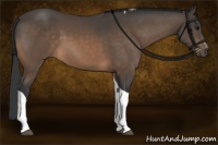 Horse Color:Buckskin Sabino Tobiano 