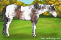 Horse Color:White Spotted Brown Tobiano 