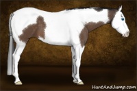 Horse Color:Brown Splash Tobiano
