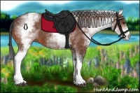 Horse Color:White Spotted Bay 