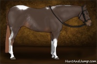 Horse Color:Liver Chestnut Sabino Tobiano Rabicano 