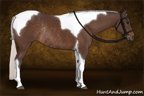 Horse Color:Silver Brown Tobiano Rabicano 