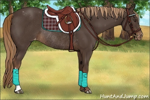 Horse Color:Liver Chestnut Varnish Rabicano
