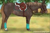 Horse Color:Liver Chestnut Varnish Rabicano