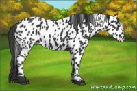 Horse Color:Black Appaloosa 