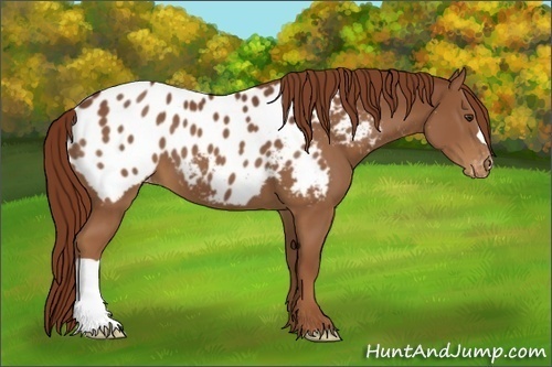 Horse Color:Chestnut Appaloosa