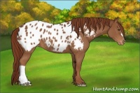 Horse Color:Chestnut Appaloosa 