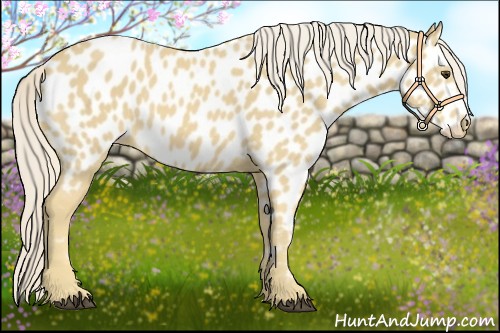 Horse Color:Palomino Appaloosa