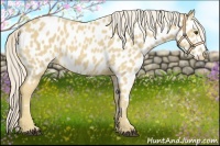 Horse Color:Palomino Appaloosa 