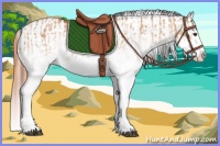 Horse Color:White Spotted Bay Dun Splash and White Spotted Bay Dun Splash Appaloosa