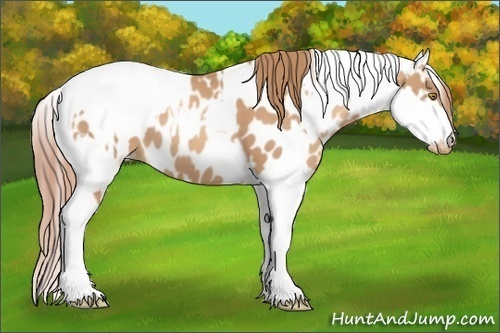 Horse Color:Gold Champagne Appaloosa  and Gold Champagne Dun Appaloosa 