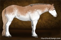 Horse Color:White Spotted Chestnut 