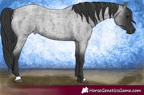 Horse Color:Blue Roan 