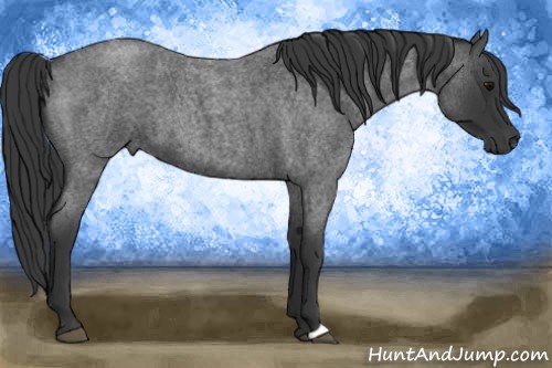 Horse Color:Blue Roan 