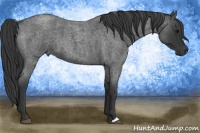 Horse Color:Blue Roan
