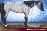 Horse Color:Blue Roan